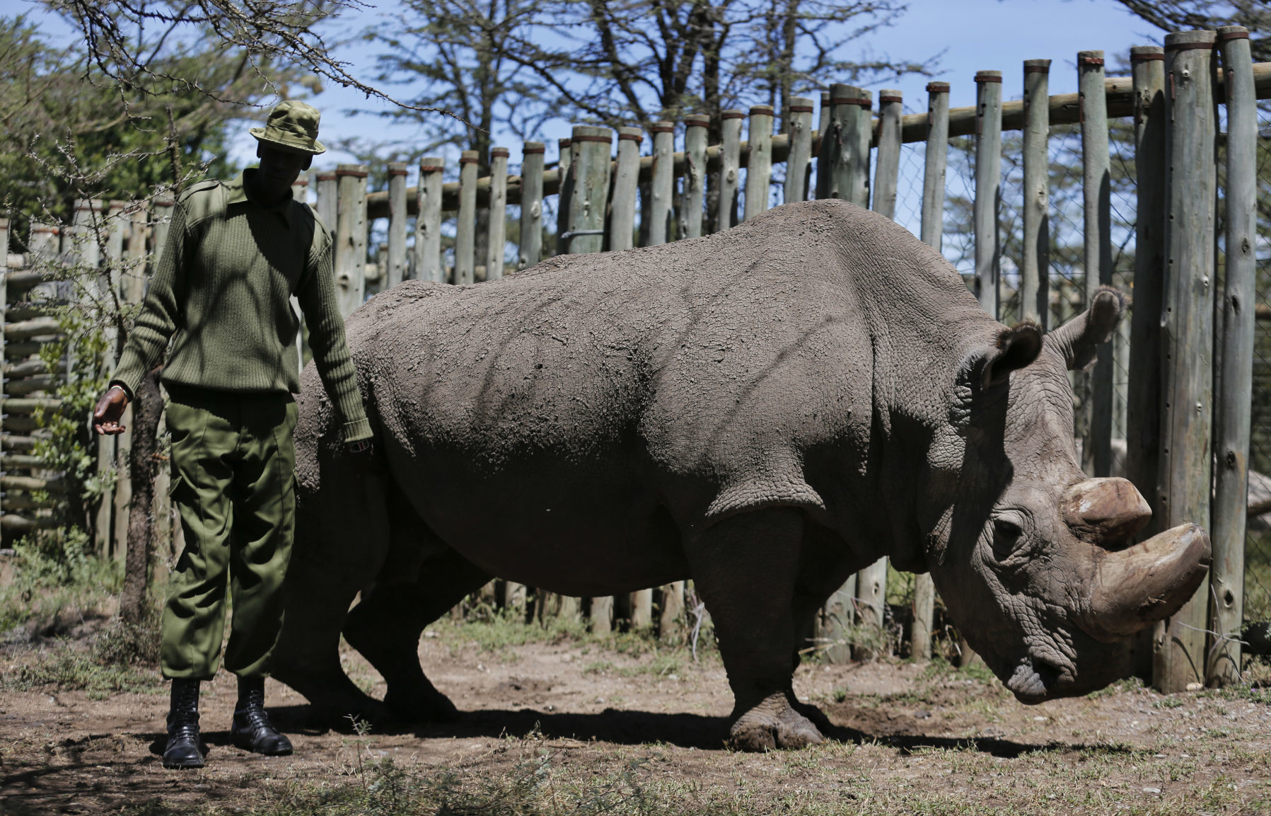 Kenya Ailing Rhino